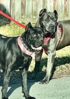 Full Blooded Cane Corso Puppies !!Champion Bloodline