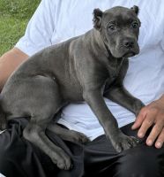 Cane Corso Puppies for sale in Anderson, IN, USA. price: $2,000