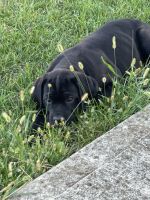 Solid Black Cane Corso