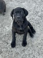 Solid Black Cane Corso
