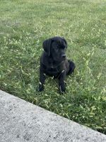 Cane Corso Puppies for sale in Delaware, OH 43015, USA. price: $1,500