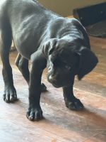 Black female Cane Corso