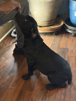 Black female Cane Corso