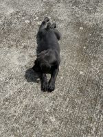 Solid blue female Cane Corso