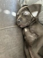 Solid blue female Cane Corso