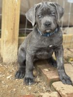 Cane Corso Puppies for sale in Hanover, PA 17331, USA. price: $850