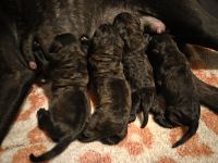 Cane Corso Puppies for sale in Romulus, MI, USA. price: $2,500