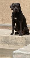 Cane Corso Puppies for sale in Riverside County, CA, USA. price: $700