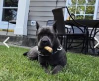 Cane Corso Puppies for sale in Odenton, MD, USA. price: $3,000