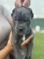 Cane corso puppies