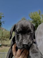 Cane corso puppies