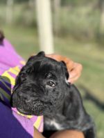 Cane corso puppies