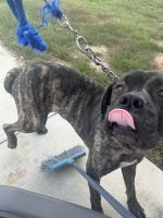 10 month year-old cane Corso