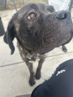 10 month year-old cane Corso