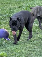 Akc Cane Corso