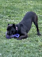 Akc Cane Corso