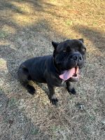 Cane Corso Puppies for sale in Ramseur, NC, USA. price: $2,000