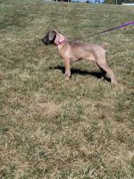 Cane Corso Puppies for sale in Spencerville, IN 46788, USA. price: $1,100