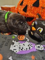 Cane Corso Puppies for sale in Shorewood, IL 60435, USA. price: $1,500