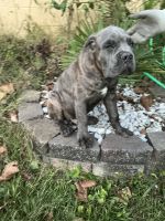 Cane Corso Puppies for sale in Conyers, GA, USA. price: $1,500