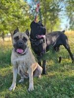 Cane Corso Puppies for sale in Klamath Falls, OR, USA. price: $1,700