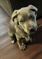 Cane Corso Puppies for sale in San Diego, CA, USA. price: $200