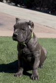 Cane Corso Puppies for sale in Fontana, CA, USA. price: $1,600