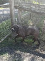 Enzo fun loving goofball