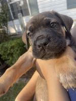 Cane corso puppy