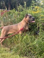 Scandio Cane Corso Blood at it’s finest