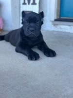 Cane Corso