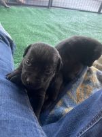 Cane Corso Puppies for sale in Lumber City, GA 31549, USA. price: $2,500