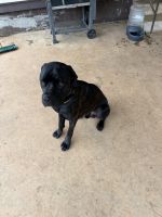 Looking for good home