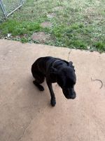 Looking for good home