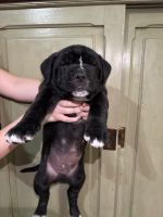 cane corso/malamute puppies