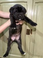 cane corso/malamute puppies