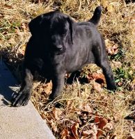 Cane Corso Puppies for sale in Athens, AL, USA. price: $1,350