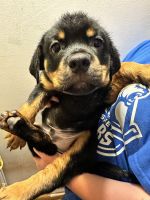 Cane Corso Puppies for sale in Harrisburg, PA, USA. price: $500