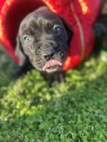 Ready before Christmas