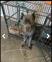 Cane Corso Puppies for sale in Clarksville, TN, USA. price: NA