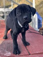 Cane Corso Puppies for sale in Covington, VA 24426, USA. price: $1,000