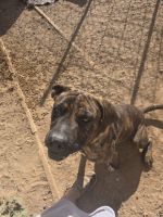 Cane Corso Puppies for sale in Wittmann, AZ 85361, USA. price: $800