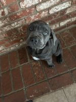 Cane Corso Puppies for sale in Bakersfield, CA, USA. price: $2,500