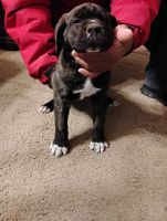 Cane Corso Puppies for sale in Kansas City, MO, USA. price: $1,550