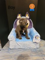 Cane Corso Puppies for sale in East Orange, NJ, USA. price: NA