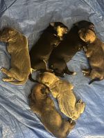 Cane Corso Puppies for sale in Atlanta, GA, USA. price: $1,200