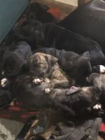 Cane Corso Puppies for sale in Cedar Ridge, CA 95945, USA. price: $750
