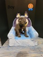 Cane Corso Puppies for sale in East Orange, NJ, USA. price: NA