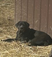 Cane Corso Puppies for sale in Shelbyville, KY 40065, USA. price: $2,000