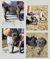 Cane Corso Puppies for sale in Forney, TX 75126, USA. price: $2,250